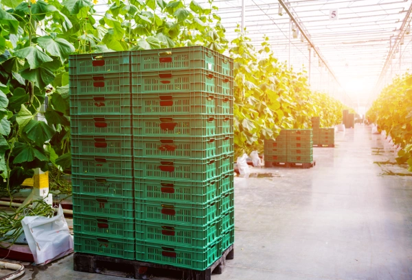 green crates tacked